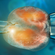Illustration for article titled Scientists Have Cloned Embryos From Adult Cells For the First Time Ever